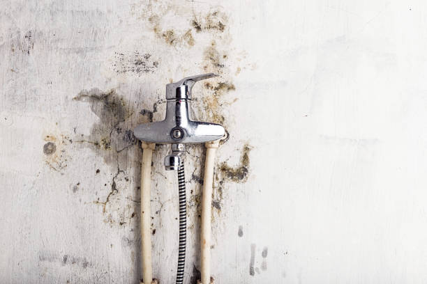 Professional Mold Remediation in Van Alstyne, TX