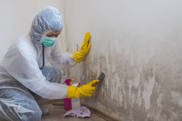 Best Insurance-Related Mold Remediation in Van Alstyne, TX