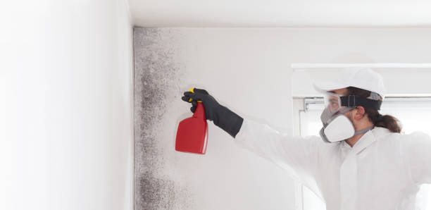 Best White Mold Remediation in Van Alstyne, TX