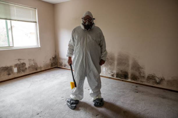 Best DIY Mold Remediation Support Services in Van Alstyne, TX