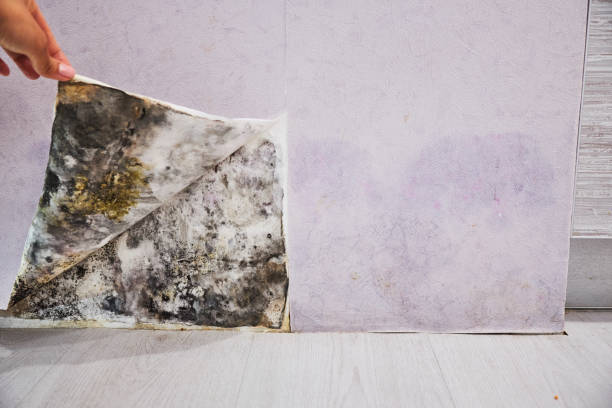 Best Emergency Mold Remediation in Van Alstyne, TX